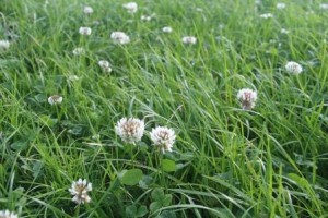 Grass seed and clover seed mixture