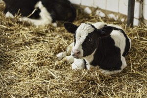 Calf in stall - Agritech Nutrition and Forage Products