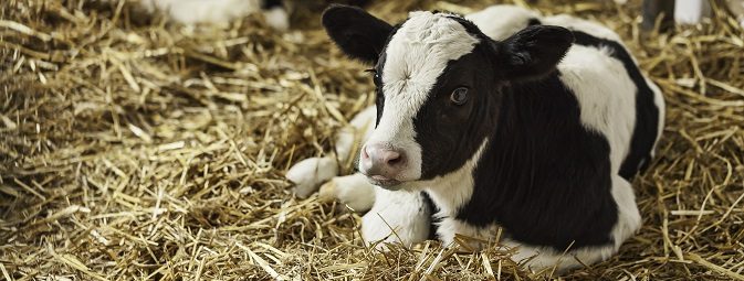 Calf in stall