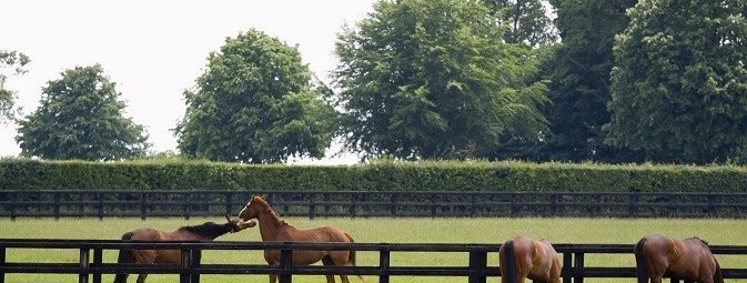 Horses grazing and playing in the paddocks at a bloodstock stud farm near Newmarket, Suffolk. Newmarket is generally considered the birthplace and global centre of thoroughbred horse racing.