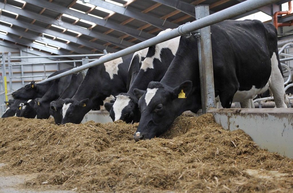 Get the most from your freshly calved cow