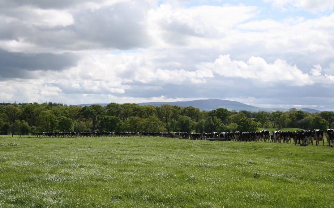 Reseeding – Deciding which approach works best