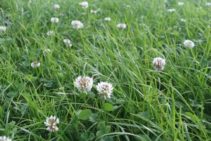 Grass seed and clover seed mixture