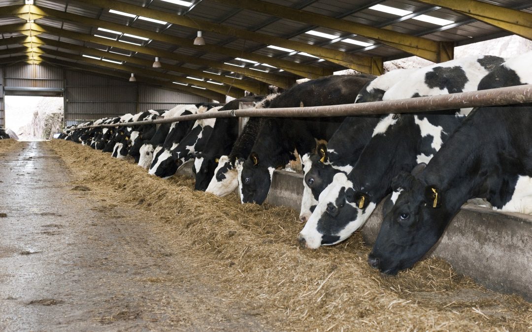 Feeding likely to remain routine