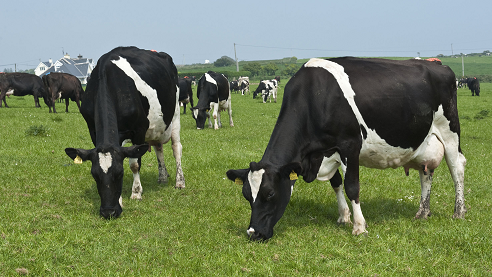 cows-grass