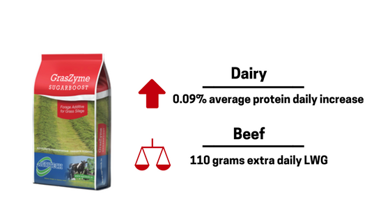 silage-dairy