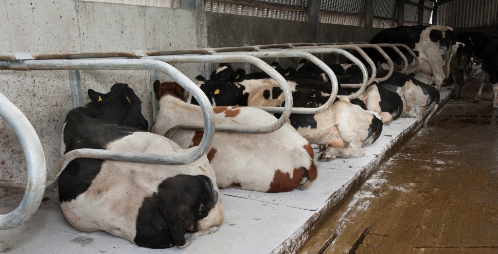 Cows lying down in cubicles 