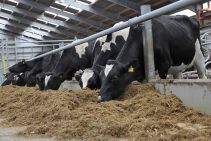 Cows eating silage indoors