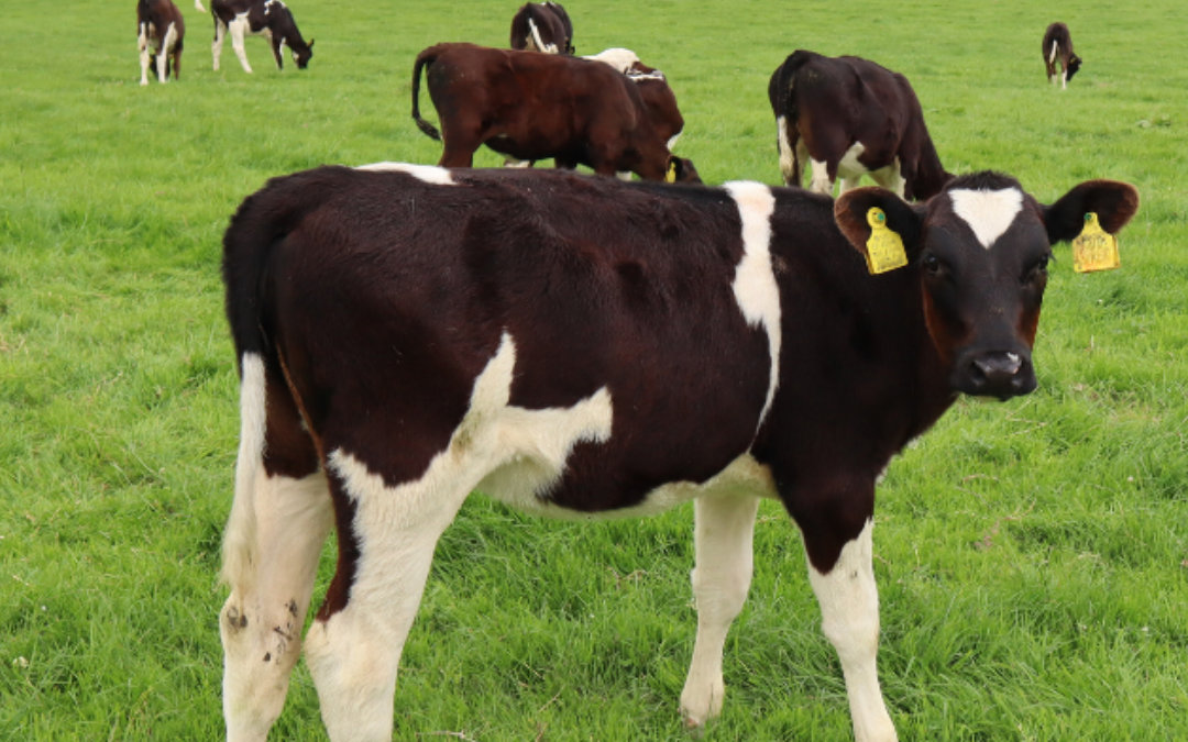 Maintaining calf performance at grass