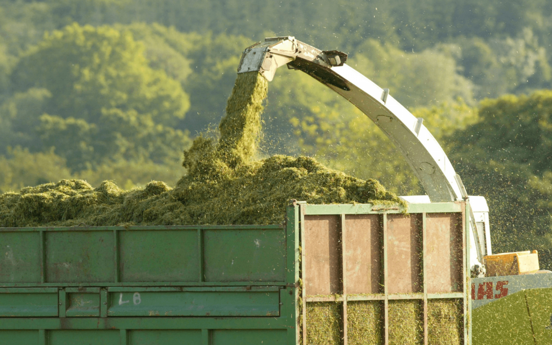 Assessing Silage Stocks