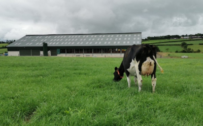 Optimate leads to improved herd fertility results in Co. Cork