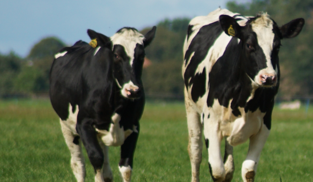 Make Replacement Heifers A Priority