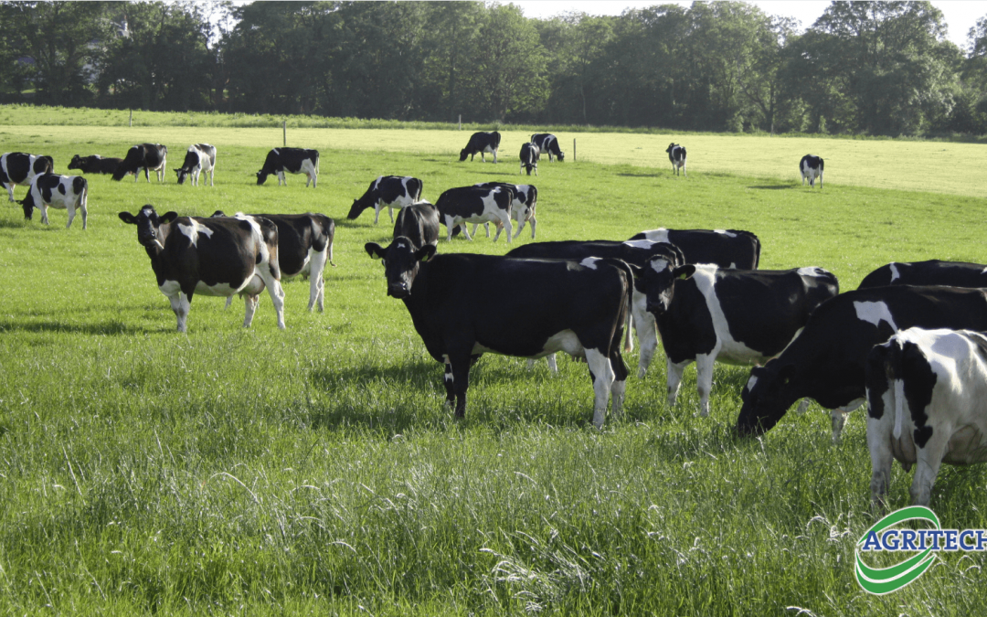 Pica in dairy cows – what is it and how best to treat it