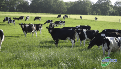 Mineral Deficiency | Dairy Cows
