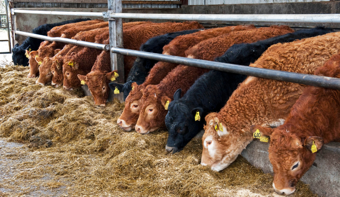 Beef Cattle – winter housing
