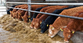 Beef cattle eating silage while housed during winter