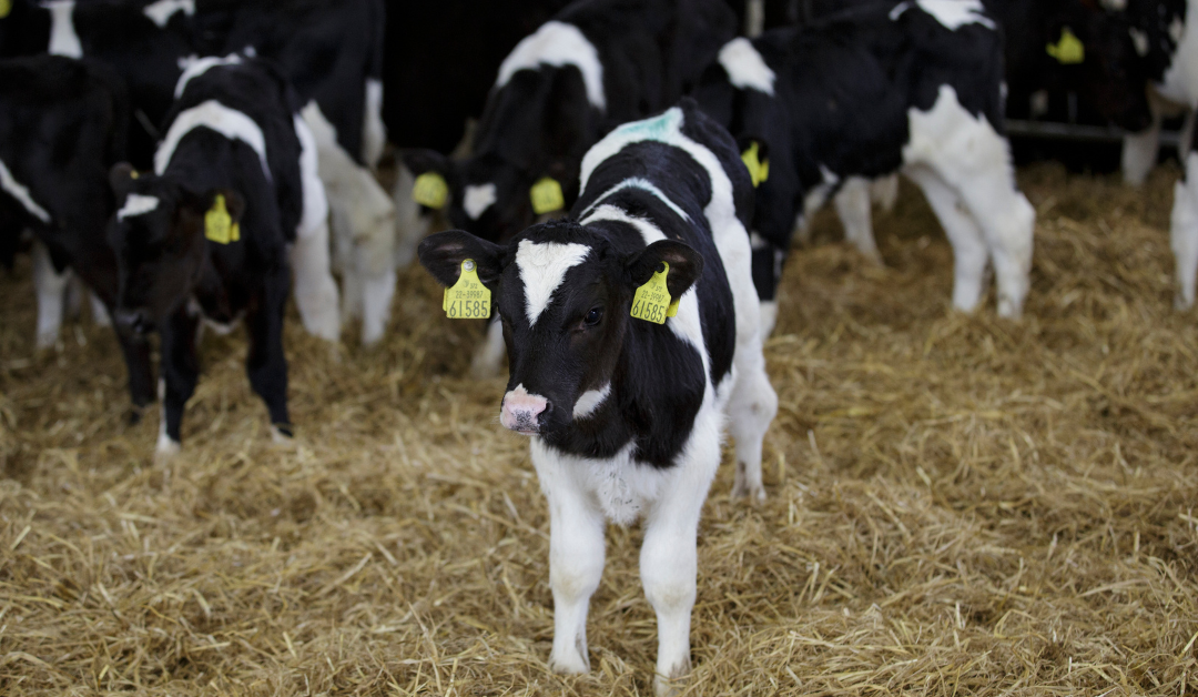 Selecting a calf milk replacer