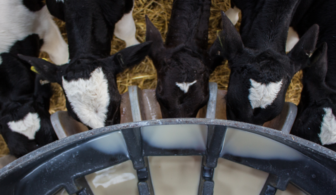 Colostrum – The Key to Healthy Calves