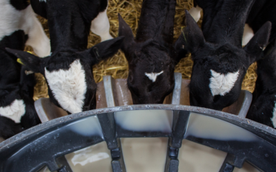 Colostrum – The Key to Healthy Calves