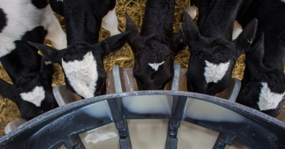 young calves sucking calf milk replacer from trough