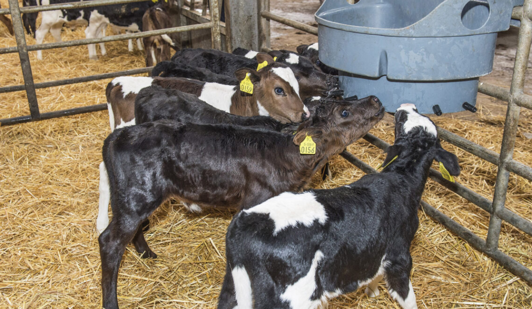 Quality Colostrum Remains Key for Calves