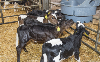 Quality Colostrum Remains Key for Calves