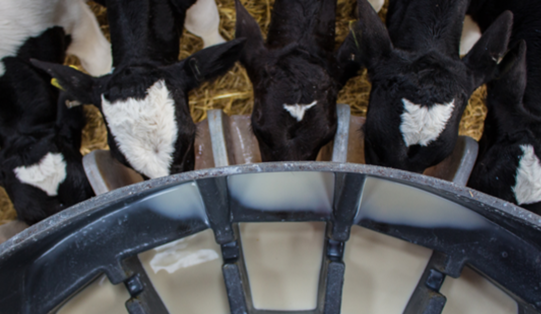 Better Calf Nutrition Starts with Quality Ingredients