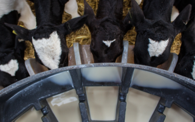 Better Calf Nutrition Starts with Quality Ingredients