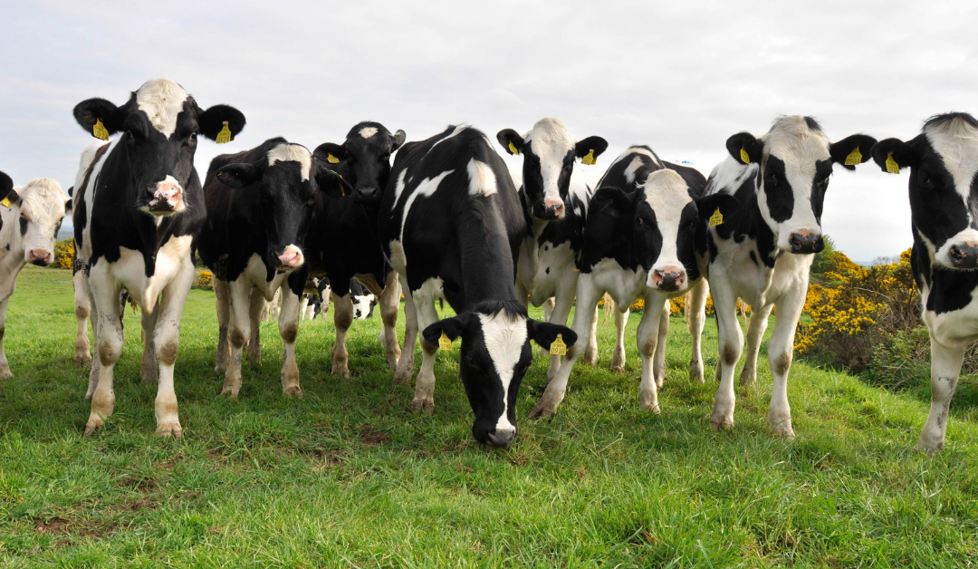 Best practices to encourage rumen development