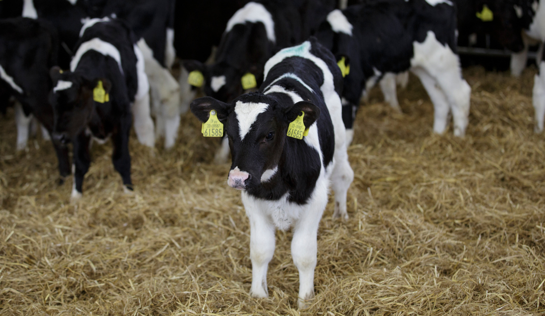 Quality colostrum is key for calves