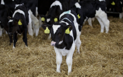Quality colostrum is key for calves