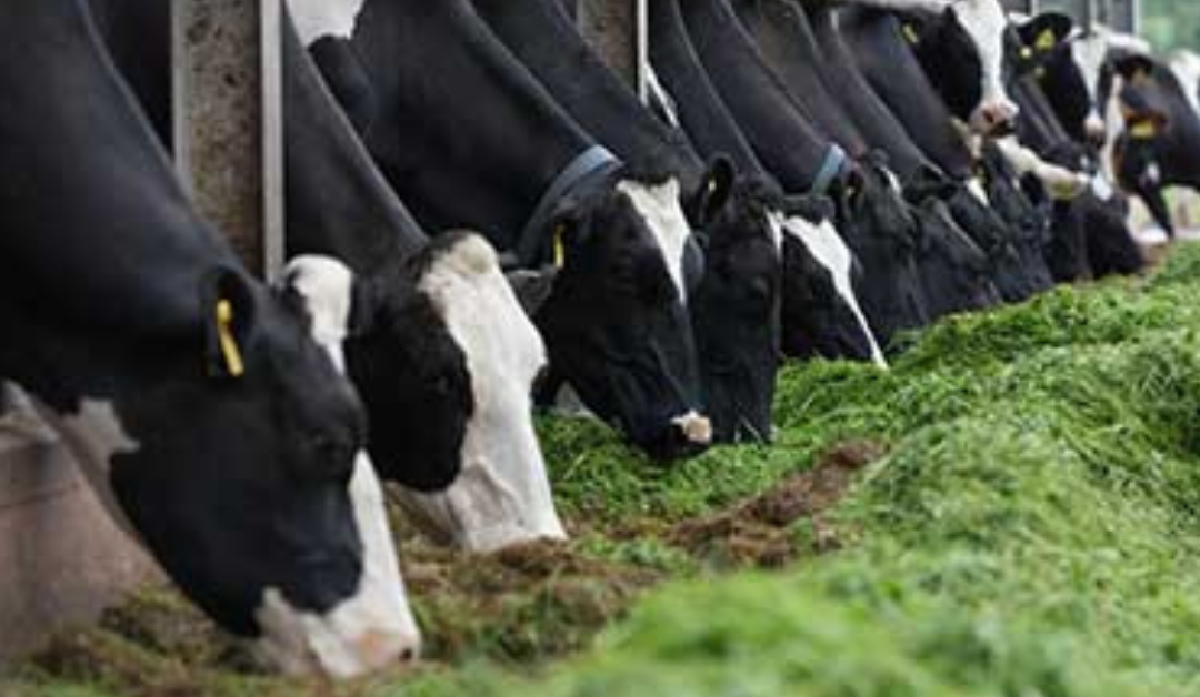Silage Testing and How We Use the Results