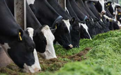Silage Testing and How We Use the Results