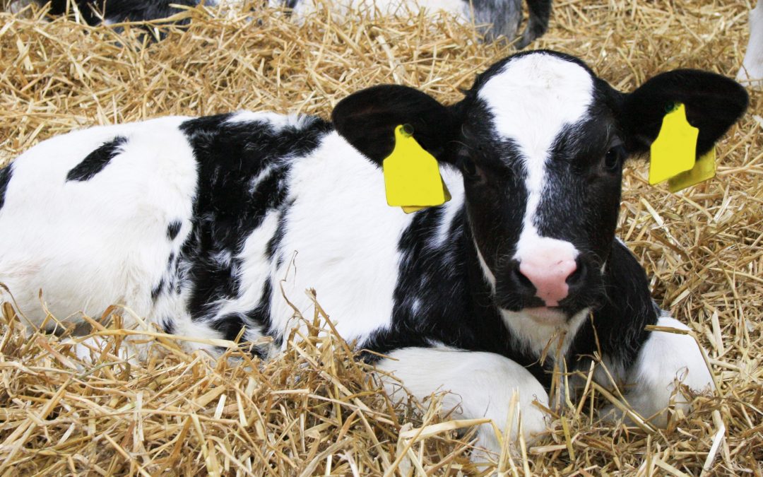 Calf rearing success for Wicklow farmer