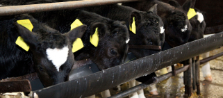 Calves eating calf starter feed for rumen development