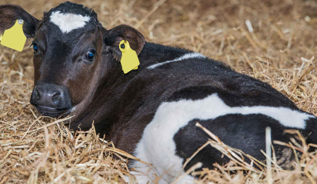 Calving 2022 – Preparing for the new arrivals