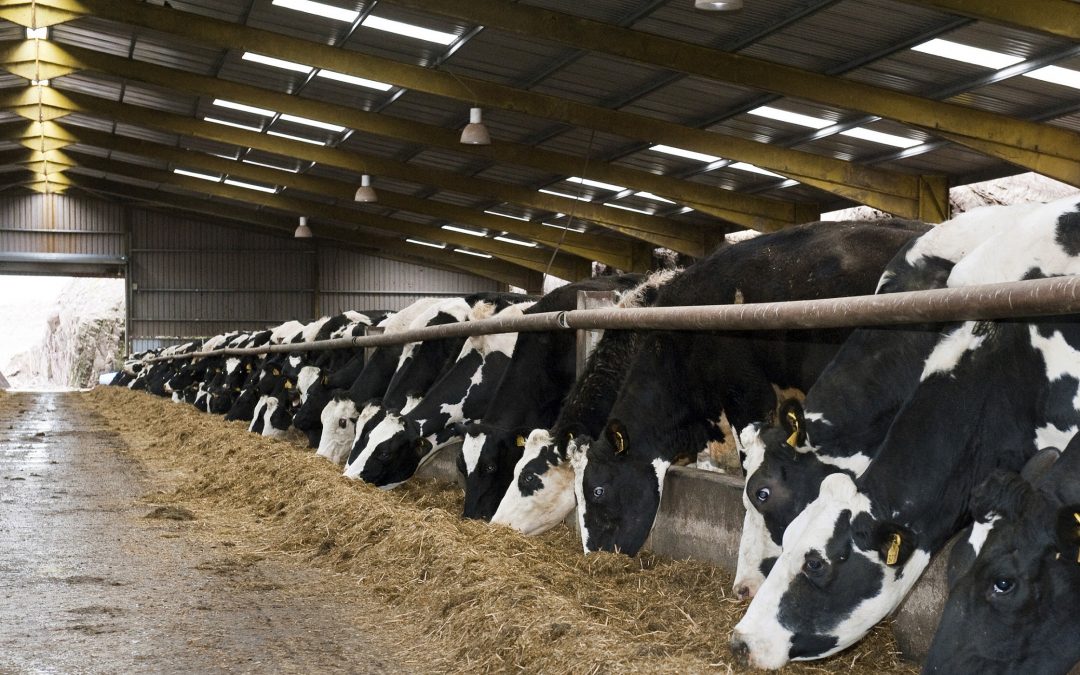 WATCH: Dry cow mineral leads to improved health and immunity