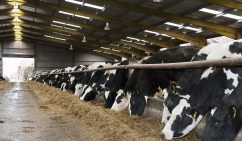Cows indoors eating silage