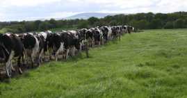 Cows walking in a line in grass field