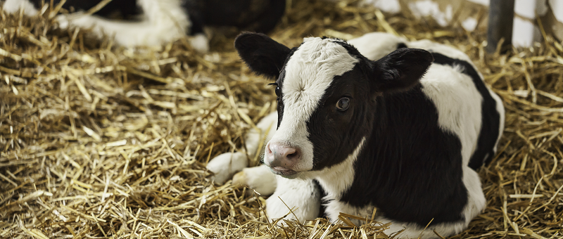 Optimising early calf nutrition