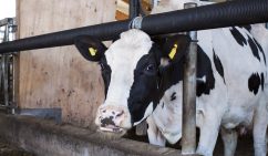Freshly calved cows housed indoors