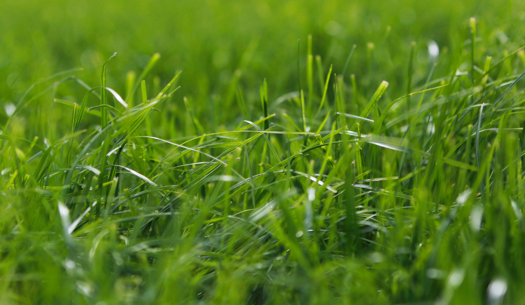 Grass growth