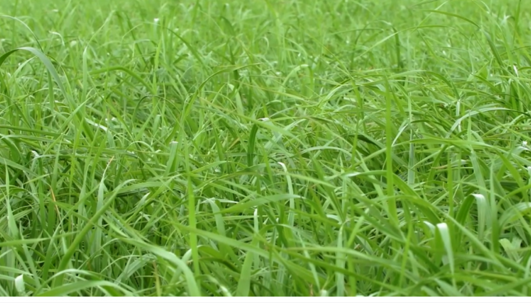 Grass varieties - Agritech