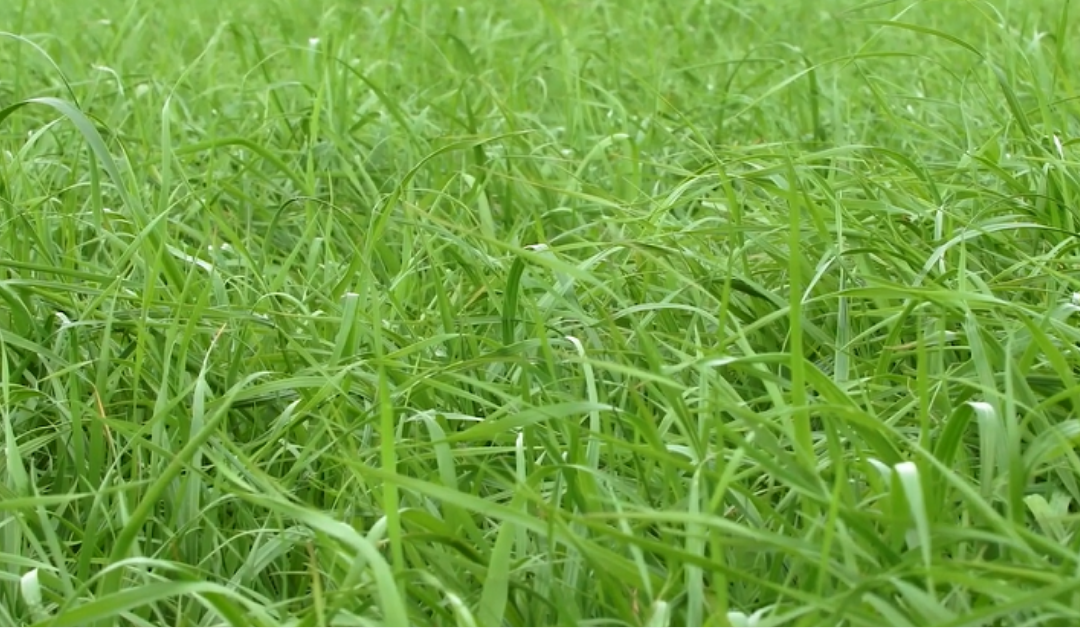Grass varieties