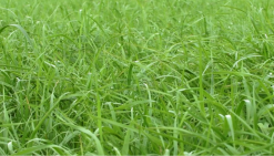 Grass varieties