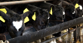 Calves at the feeding barrier