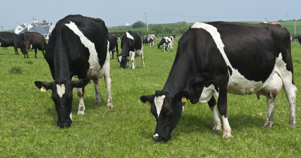 Heifers hitting target weights 