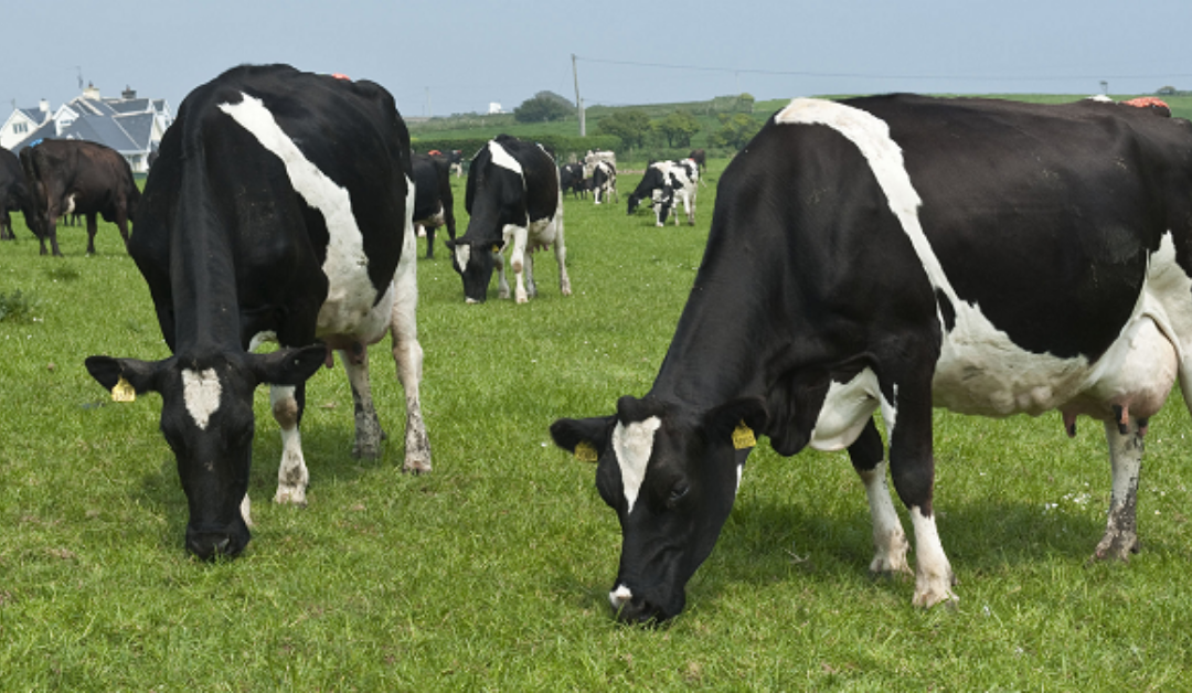 Dairy Dairy cows outside grazing grass