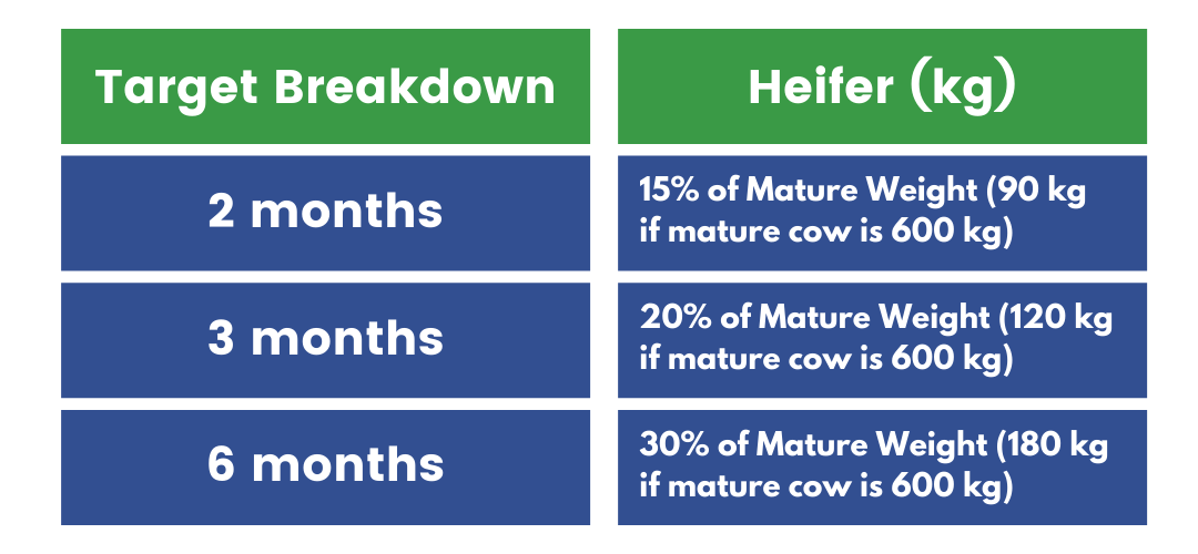 Heifer target weight breakdown