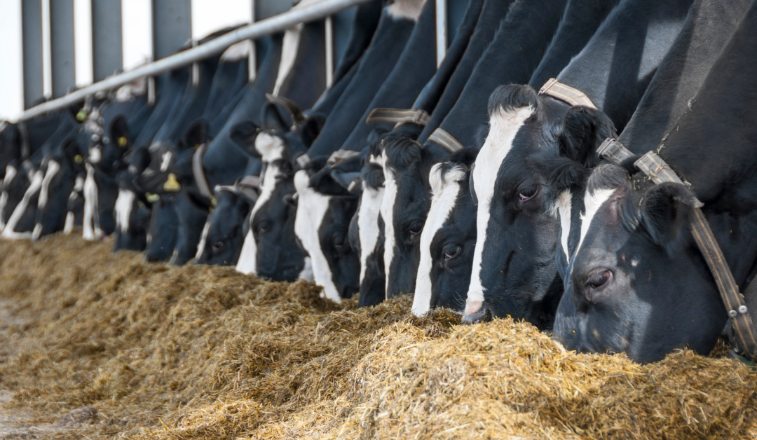 Selecting Cows For Drying Off